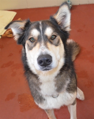 Looking for a forever home, Penticton SPCA Pets of the Week | iNFOnews.ca