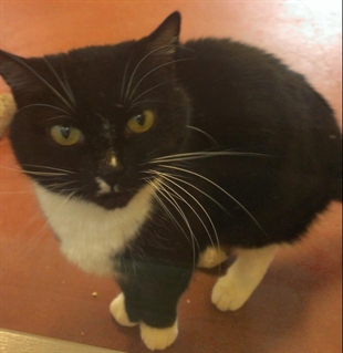 Looking for a forever home, Penticton SPCA Pets of the Week | iNFOnews.ca