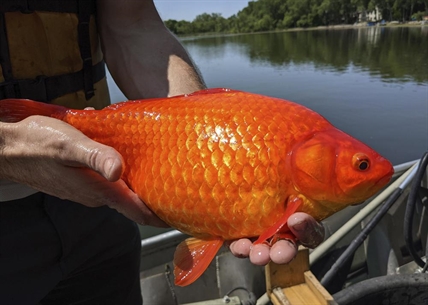 Unwanted pets: Giant goldfish turn up in Minnesota waterways | iNFOnews.ca
