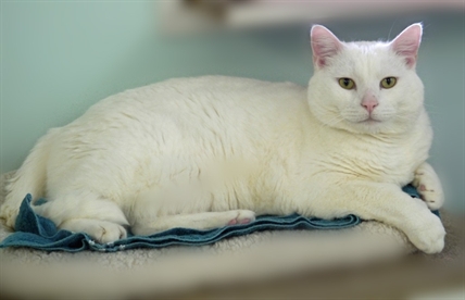Looking for a forever home, Vernon SPCA pets of the week | iNFOnews.ca