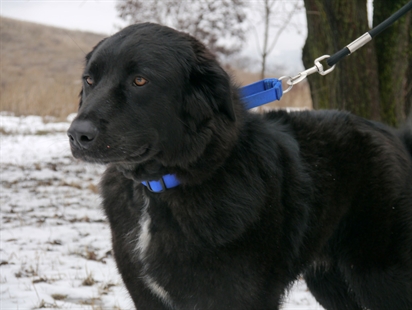 Looking for a forever home, Vernon SPCA pets of the week | iNFOnews.ca