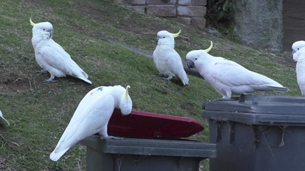 Crafty cockatoos master dumpster diving and teach each other | iNFOnews.ca