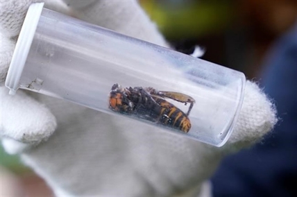 First live 'murder hornet' sighted near U.S.-Canada border, say scientists | iNFOnews.ca
