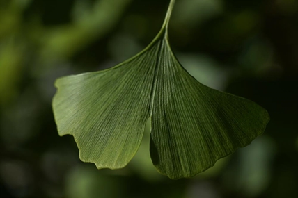 iN VIDEO: Fossil leaves may reveal climate in last era of dinosaurs | iNFOnews.ca iN VIDEO: Fossil leaves may reveal climate in last era of dinosaurs | iNFOnews.ca