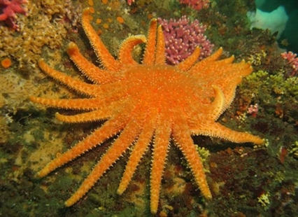 'It's very disturbing': Expert says sea stars melting away on B.C. coast because of wasting disease | iNFOnews.ca 'It's very disturbing': Expert says sea stars melting away on B.C. coast because of wasting disease | iNFOnews.ca