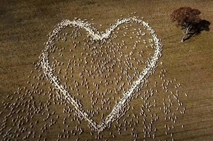 Australian farmer mourns beloved aunt with heart-shaped love ewes | iNFOnews.ca