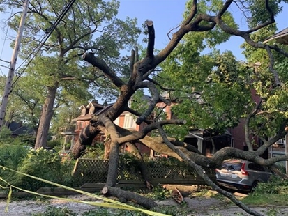 Big tree on your property? Best to check your insurance coverage before it comes down | iNFOnews.ca