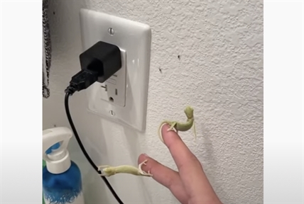 TRENDING NOW: Baby chameleons cutest way ever to get rid of fruit flies | iNFOnews.ca