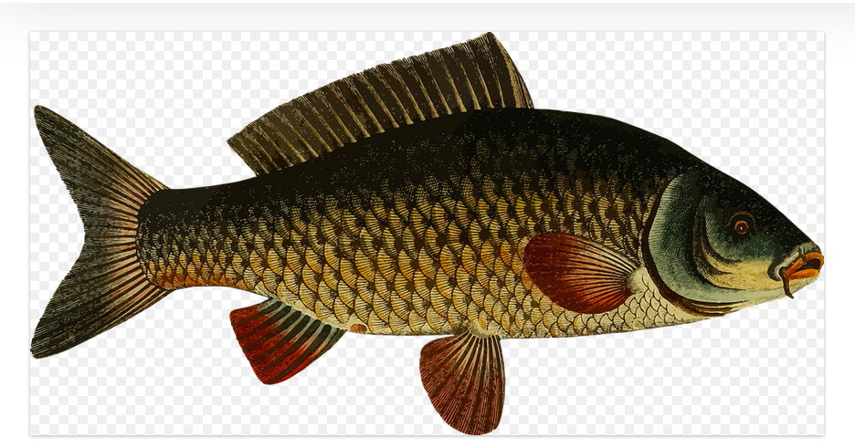Divers pick trash from Okanagan Lake — including those with fins and gills | iNFOnews.ca Divers pick trash from Okanagan Lake — including those with fins and gills | iNFOnews.ca