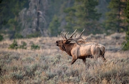 Alberta elk ranchers want province to OK hunt farms despite disease, ethical concerns | iNFOnews.ca Alberta elk ranchers want province to OK hunt farms despite disease, ethical concerns | iNFOnews.ca