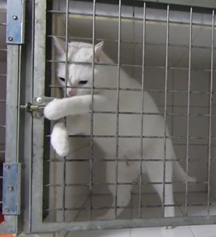 Cats will rule the earth | iNFOnews.ca