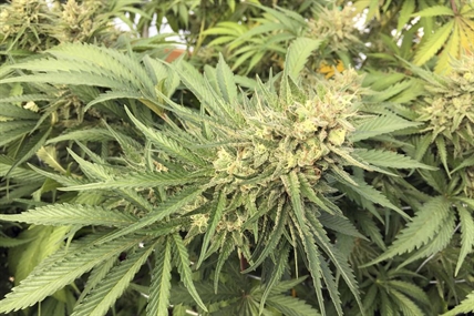 Oregon illegal pot grows: More calls to send National Guard | iNFOnews.ca