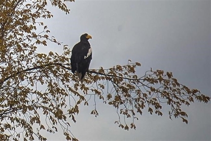 Rare eagle sighting in Atlantic Canada like palm tree in the tundra, expert says | iNFOnews.ca Rare eagle sighting in Atlantic Canada like palm tree in the tundra, expert says | iNFOnews.ca