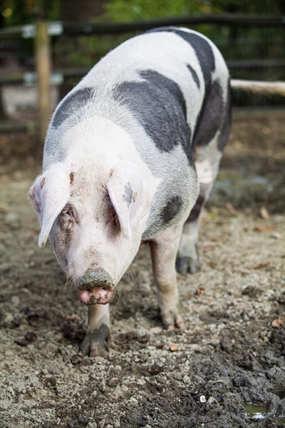 Aggressive pigs on the loose in a neighbourhood near you | iNFOnews.ca