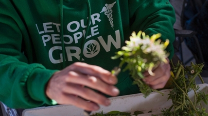 Federal Court allows patients to grow medical pot | iNFOnews.ca
