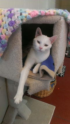 Looking for a forever home, Penticton SPCA Pet of the Week | iNFOnews.ca