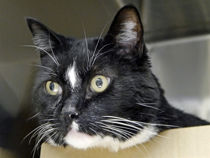 Looking for a forever home, Vernon SPCA pet of the week | iNFOnews.ca
