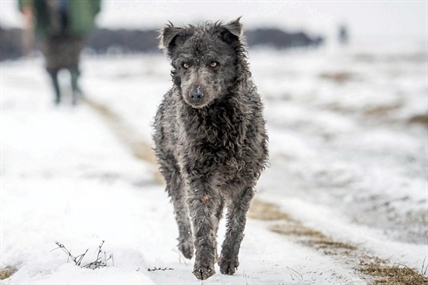 'Mudi'? Try a toy: American Kennel Club adds 2 dog breeds | iNFOnews.ca