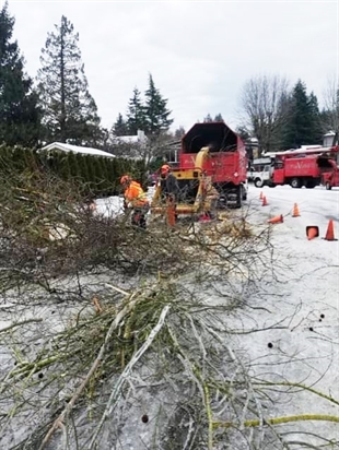 Winter winds wreak havoc on standing timber | iNFOnews.ca Winter winds wreak havoc on standing timber | iNFOnews.ca