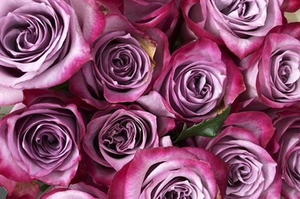 Flower supply chain issues prompt some B.C. buyers to look local | iNFOnews.ca