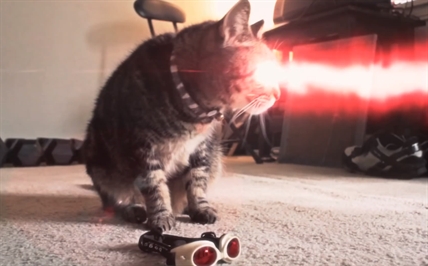 Superhero cats | iNFOnews.ca
