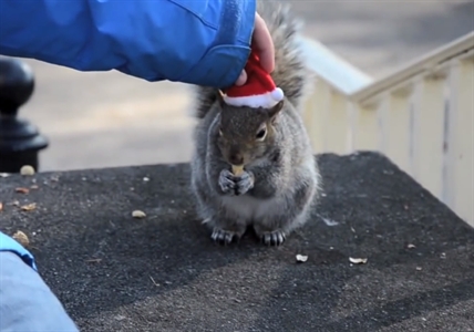 Just call her The Squirrel Whisperer | iNFOnews.ca Just call her The Squirrel Whisperer | iNFOnews.ca