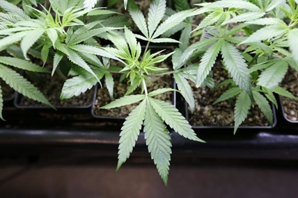 Today on the Hill: Medical marijuana users to protest new pot regulations | iNFOnews.ca
