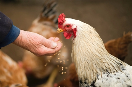 A chicken being fed by hand.