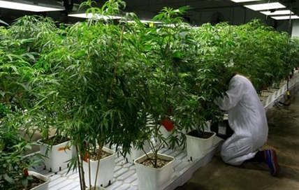 Doobie-doobie-do or don't | iNFOnews.ca