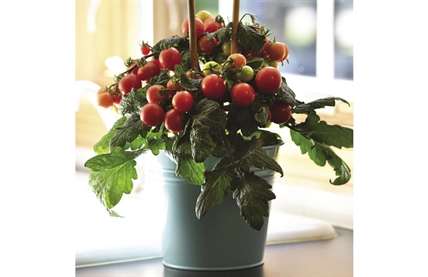 Short on space for veggies? Smaller varieties thrive in pots | iNFOnews.ca