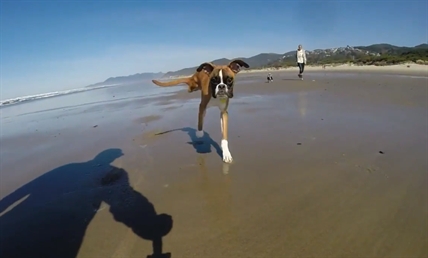 The amazing two-legged dog | iNFOnews.ca