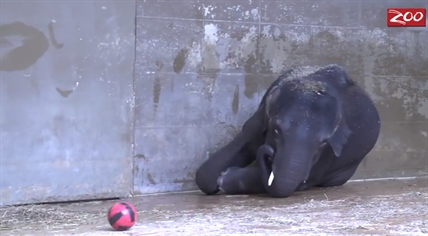 And now, an elephant playing with a soccer ball | iNFOnews.ca