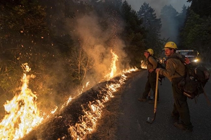 California man illegally growing cannabis guilty of setting fire that killed 12 endangered condors | iNFOnews.ca California man illegally growing cannabis guilty of setting fire that killed 12 endangered condors | iNFOnews.ca