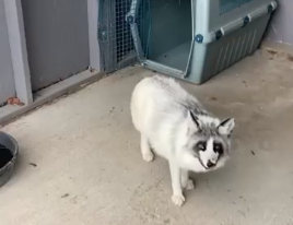 TRENDING NOW: How to train a fox to love a crate | iNFOnews.ca