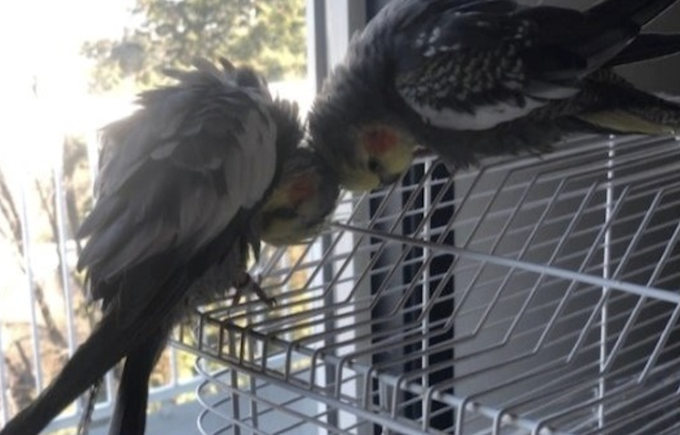 Missing cockatiel miraculously survives 48 hours in very un-tropical Kamloops weather | iNFOnews.ca