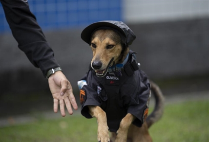 iN PHOTOS: In Rio de Janeiro, rescue dogs watch out for their rescuers | iNFOnews.ca