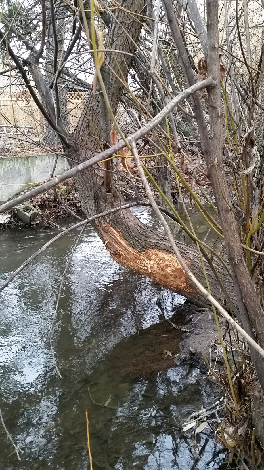 Kelowna fighting residents as well as beavers to save hundreds of trees | iNFOnews.ca