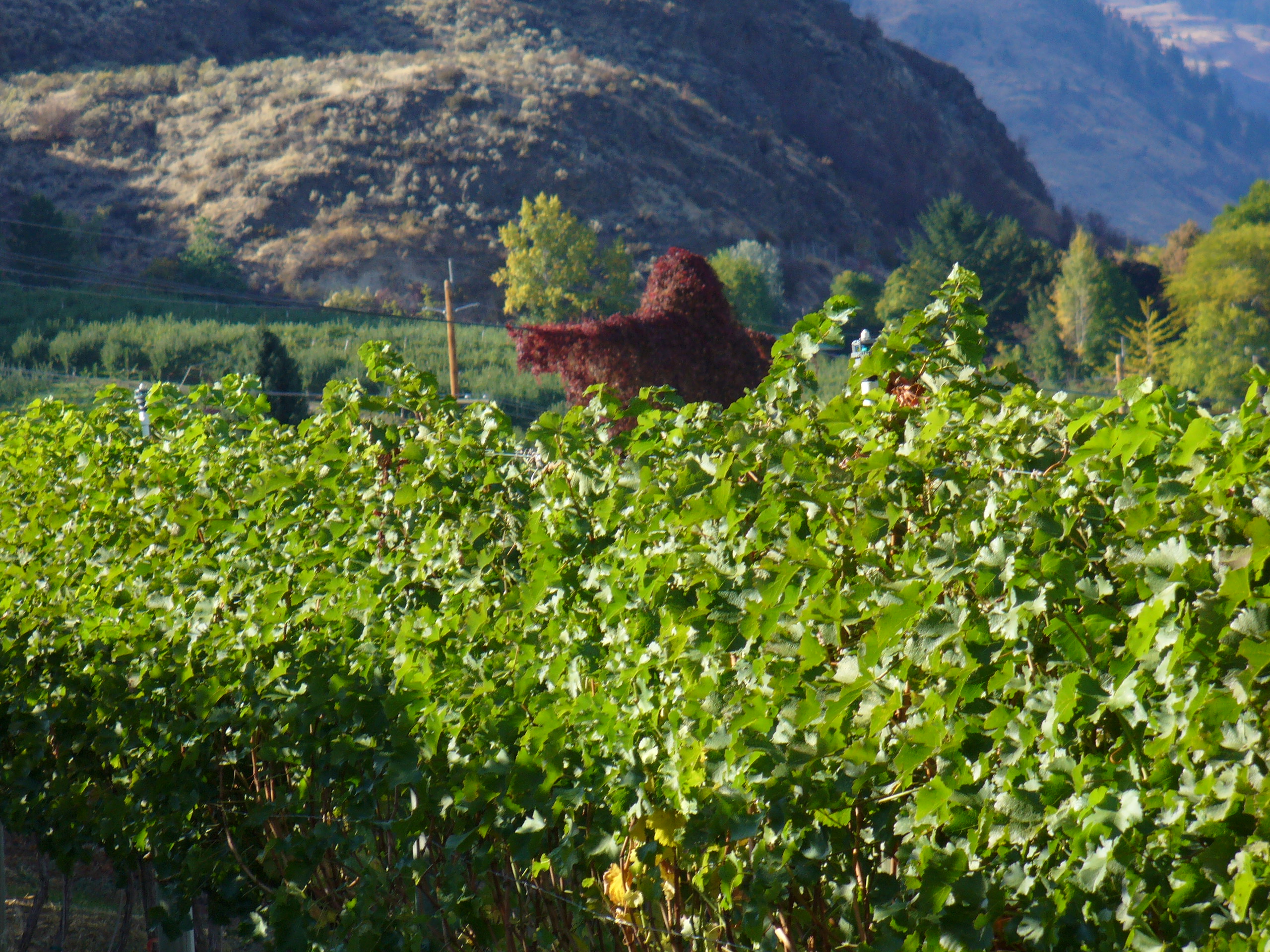 Creepy vineyard monster has more than 20-year history in Okanagan | iNFOnews.ca