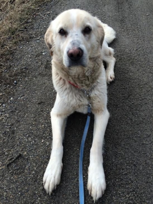 Looking for a forever home, Vernon SPCA pets of the week | iNFOnews.ca