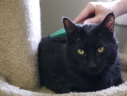 Looking for a forever home, Vernon SPCA pets of the week | iNFOnews.ca