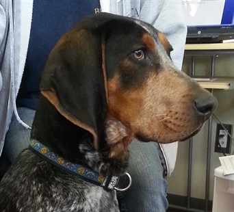 Looking for a forever home, Penticton SPCA Pets of the Week | iNFOnews.ca