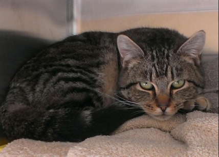 Looking for a forever home, Penticton SPCA Pets of the Week | iNFOnews.ca