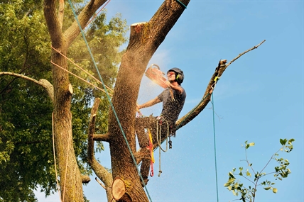 Summer is Coming – It’s Time for Tree Pruning, Spraying & Root Fertilizing | iNFOnews.ca