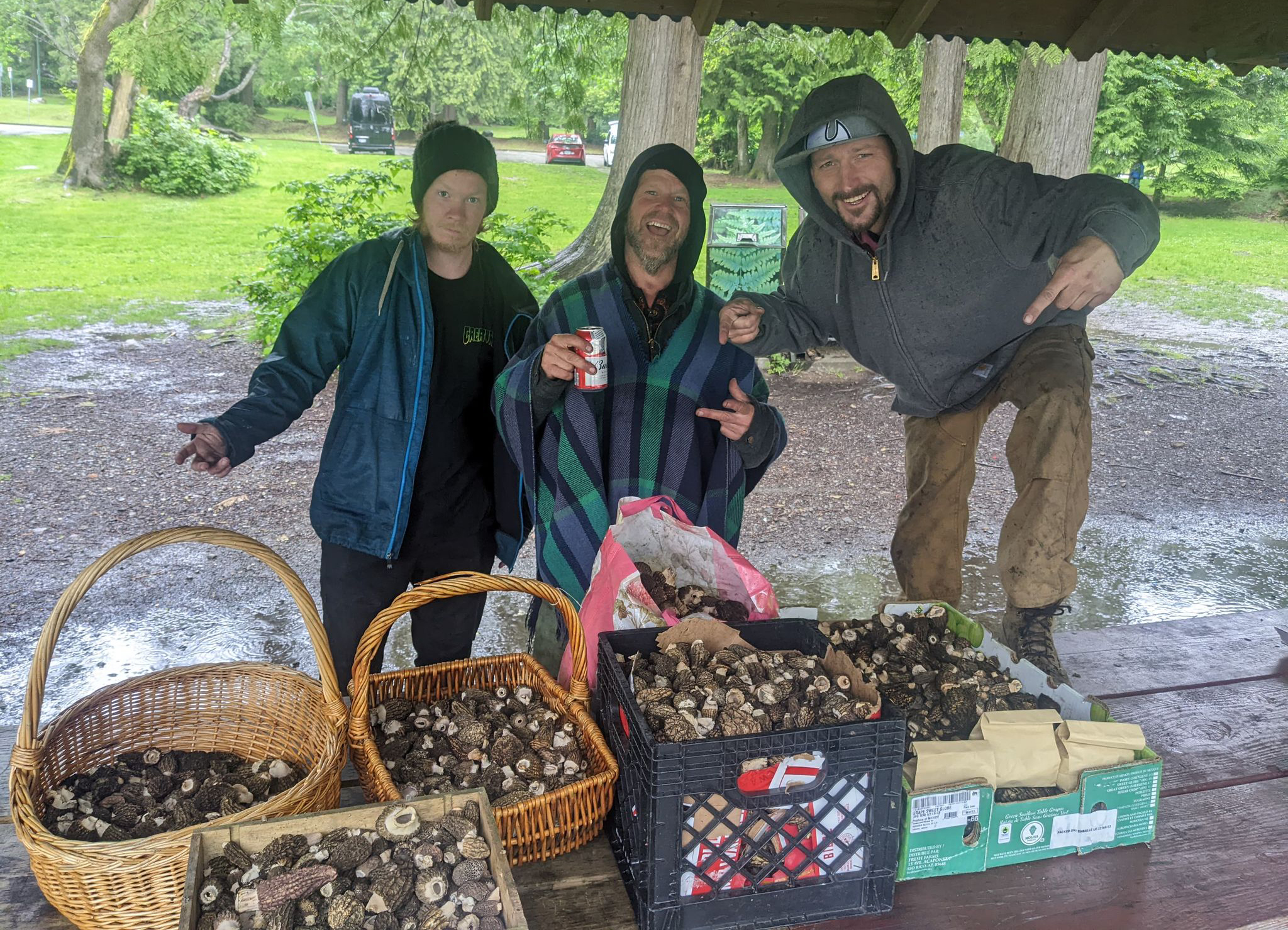 Morel mushroom hunters having a heyday in the Okanagan | iNFOnews.ca
