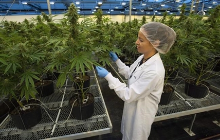 Cannabis company Hexo's Zenabis subsidiary files for CCAA protection | iNFOnews.ca