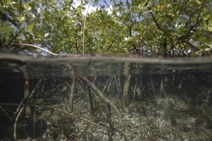 World's biggest bacterium found in Caribbean mangrove swamp | iNFOnews.ca