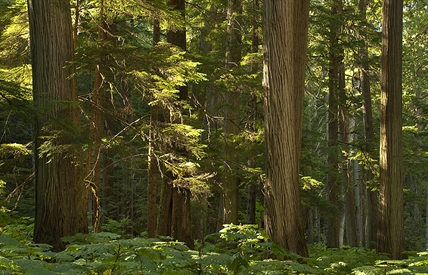The old-growth B.C. rainforest you've (probably) never heard of | iNFOnews.ca