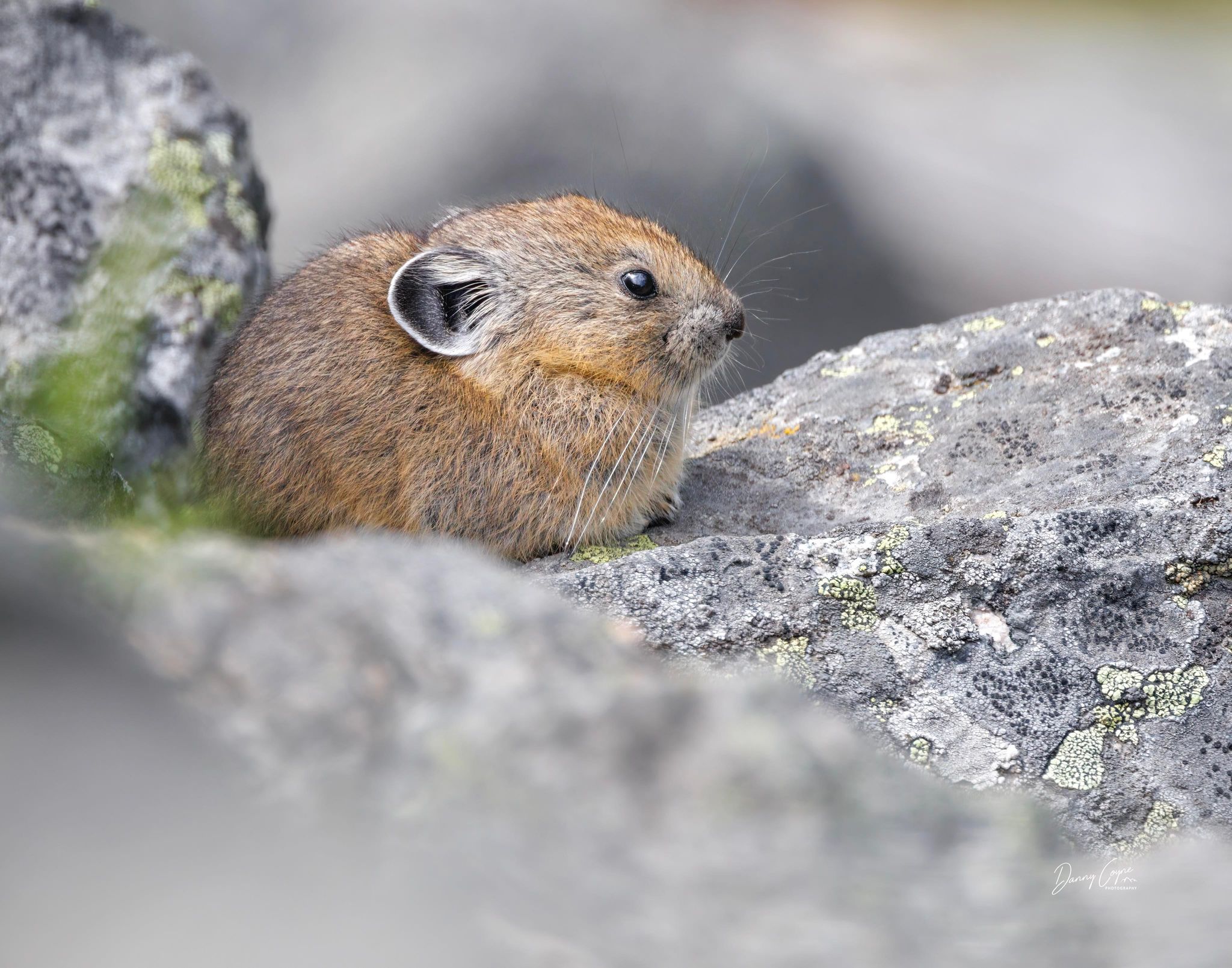 Adorable photos of pika, the rock rabbit, captured in Okanagan | iNFOnews.ca Adorable photos of pika, the rock rabbit, captured in Okanagan | iNFOnews.ca