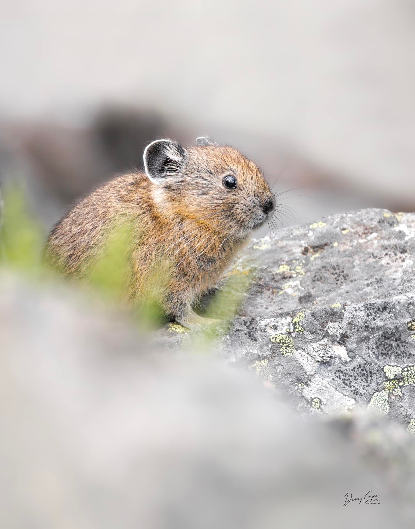 Adorable photos of pika, the rock rabbit, captured in Okanagan | iNFOnews.ca Adorable photos of pika, the rock rabbit, captured in Okanagan | iNFOnews.ca