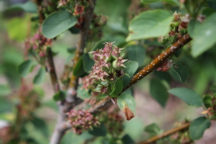 iN PHOTOS: ‘It’s living, it’s breathing’: Outdoor tours of syilx cultural garden in high demand | iNFOnews.ca